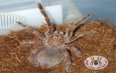 Pamphobeteus Platyomma Male Tarantula